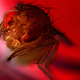 A fly enjoying some red light, nothing to see here.